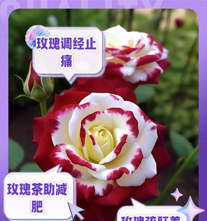 血色玫瑰花有何寓意？它象征着什么？