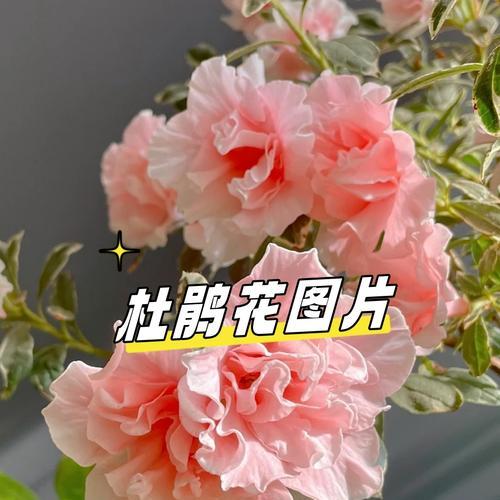 喷色花的不吉利含义是什么？了解喷色花卉的负面花语。035