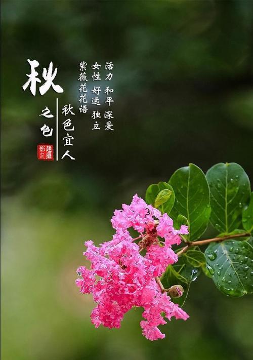 紫薇花有哪些颜色？它们各自代表什么寓意？