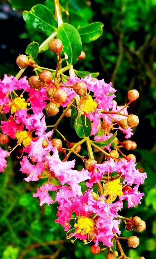 紫薇花有哪些颜色？它们各自代表什么寓意？