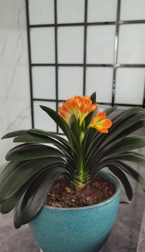 桔黄色花的寓意有哪些？