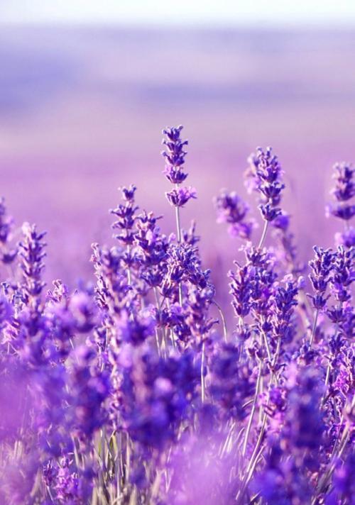 紫色苹果花的花语代表什么？