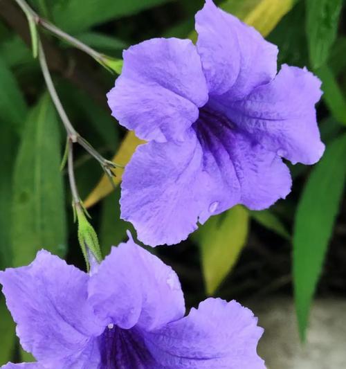 紫色苹果花的花语代表什么？