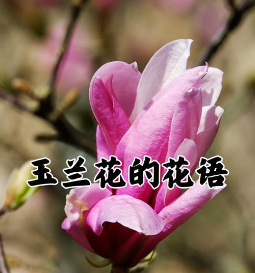 古代富贵象征的花有哪些？它们的花语是什么？