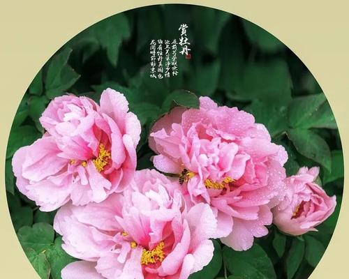 古代富贵象征的花有哪些？它们的花语是什么？