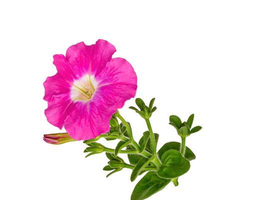 粉色喇叭花象征着什么？