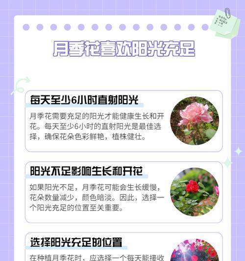 哪种颜色的月季花寓意最好？月季花颜色的含义是什么？