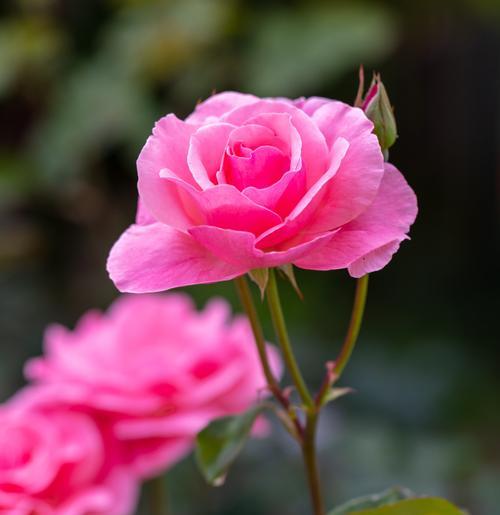 哪种颜色的月季花寓意最好？月季花颜色的含义是什么？