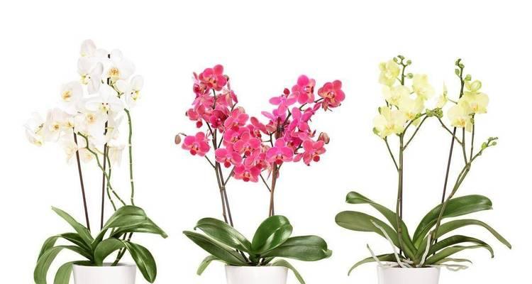 平安花代表了什么？平安花的寓意是什么？