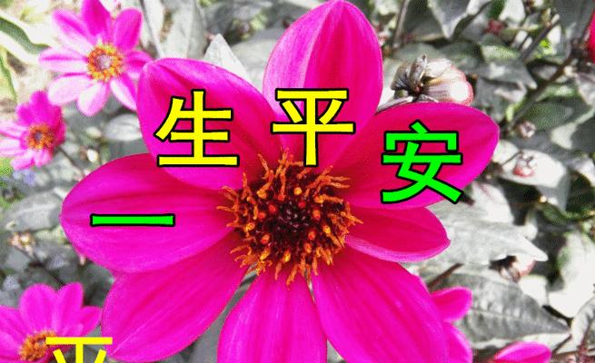 平安花代表了什么？平安花的寓意是什么？