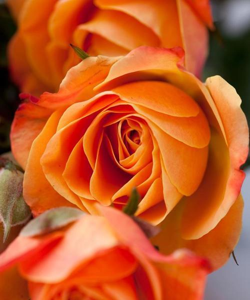 五种颜色的花各代表什么？不同颜色花的寓意是什么？