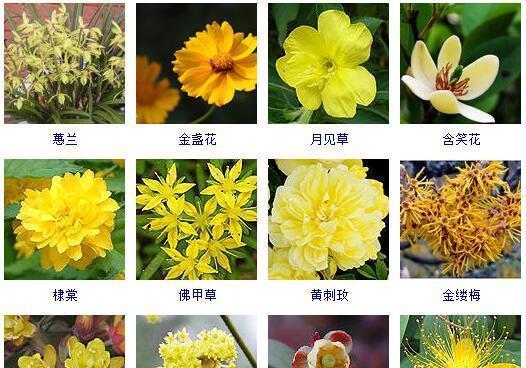 五种颜色的花各代表什么？不同颜色花的寓意是什么？