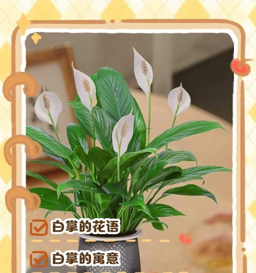 绿色花的寓意是什么？它们在花语中代表什么？