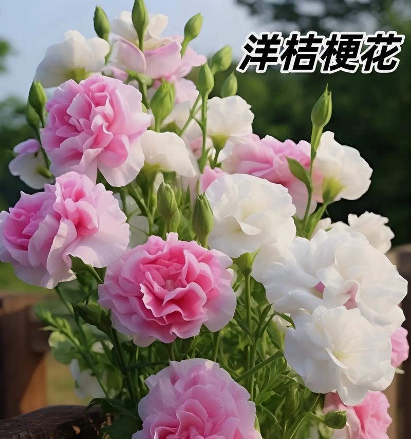 桔梗花颜色多样，各自代表什么？