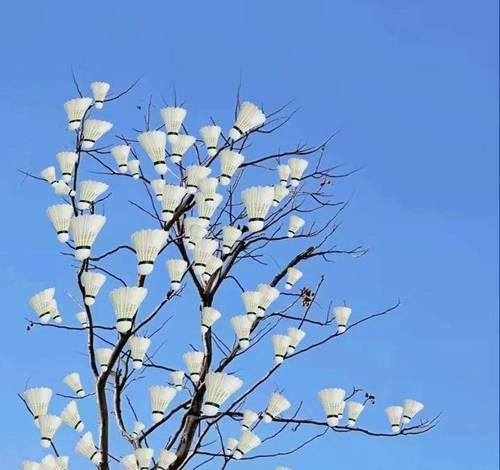 羽毛象征什么颜色的花？羽毛颜色的花语是什么？