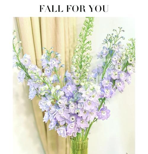 羽毛象征什么颜色的花？羽毛颜色的花语是什么？