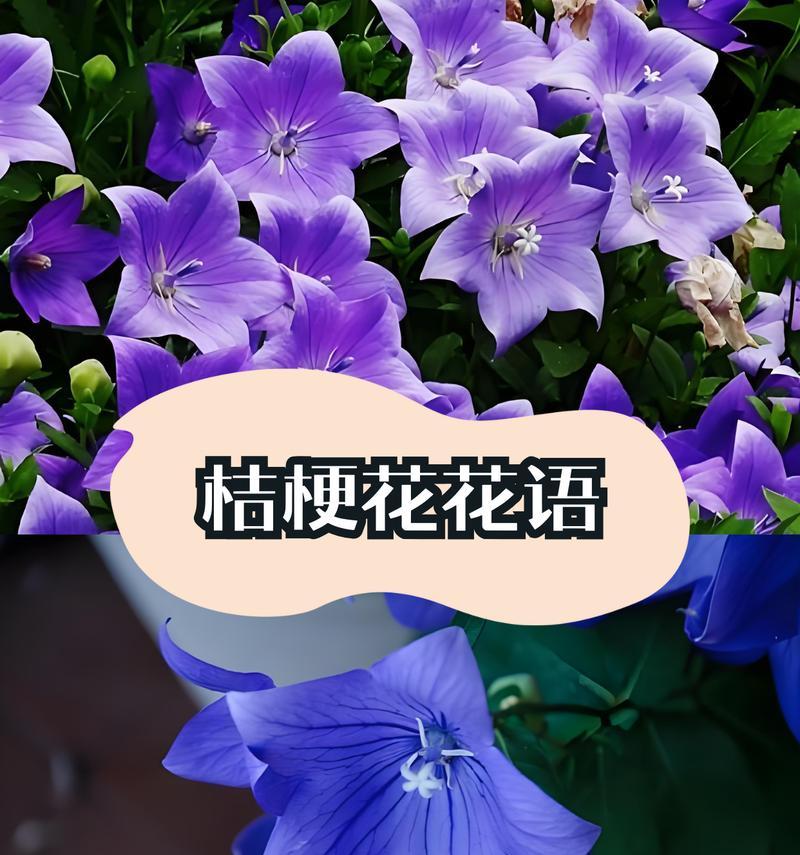黄色桔梗花的花语是什么？它有哪些寓意？