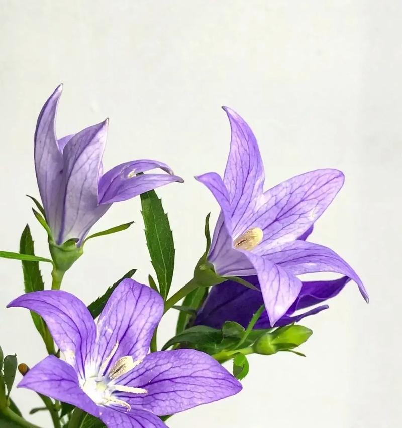 黄色桔梗花的花语是什么？它有哪些寓意？