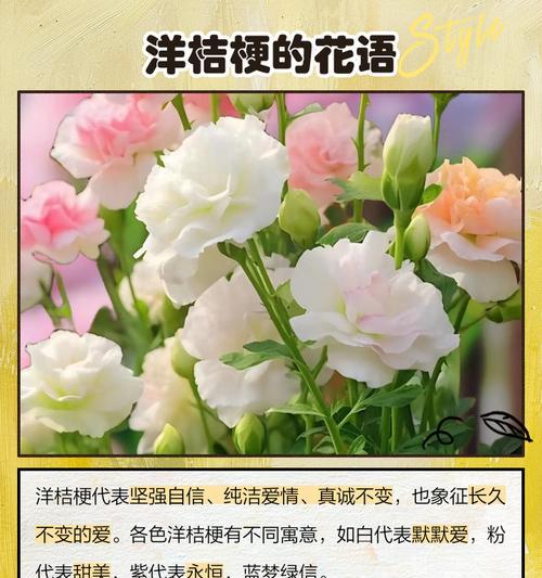 黄色桔梗花的花语是什么？它有哪些寓意？