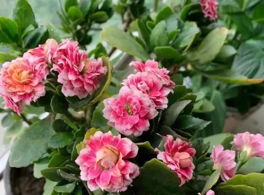 代表健康象征的花是什么？它们各自代表什么？
