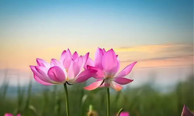 象征幸福转运的花有哪些？这些花为何被视为转运的象征？
