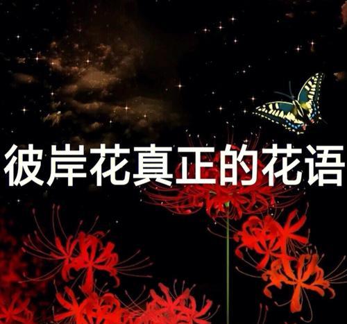 彼岸花的花语是什么？它在文化中象征着什么？