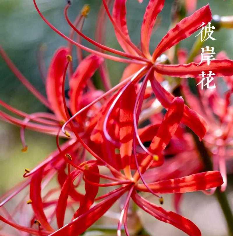 彼岸花的花语是什么？它在文化中象征着什么？