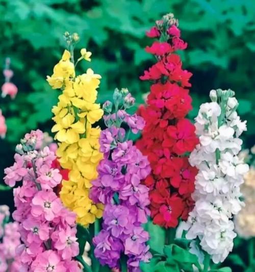 玫瑰花有哪些浪漫的花语？选择玫瑰花表达爱意。618