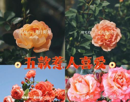 橘色花象征希望吗？哪种花代表希望？