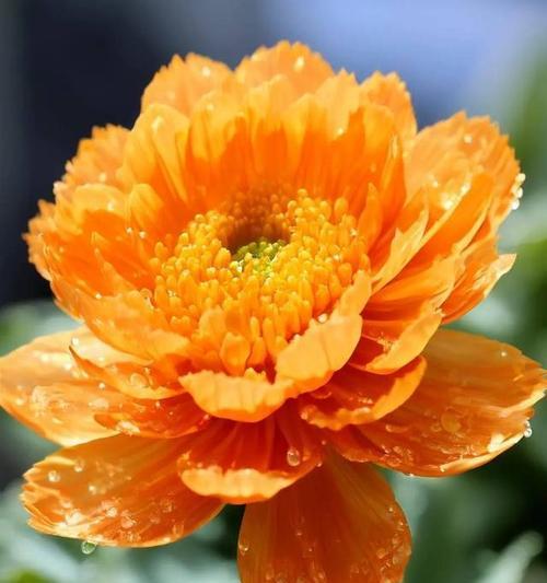 橘色花象征希望吗？哪种花代表希望？