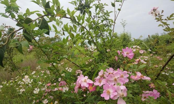 荆棘花象征着什么爱情？荆棘花的含义是什么？