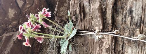 荆棘花象征着什么爱情？荆棘花的含义是什么？