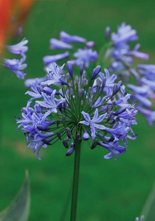 汉朝时期象征爱情的花是什么？汉朝爱情花有哪些？
