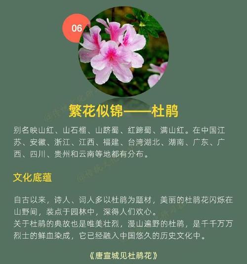 中国花文化中有哪些寓意？如何理解这些花的寓意？