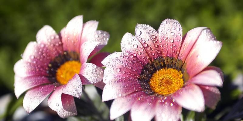 中国花文化中有哪些寓意？如何理解这些花的寓意？