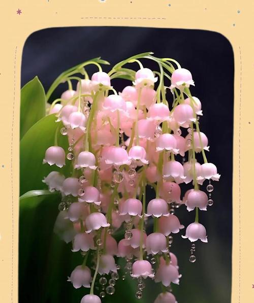 中国花文化中有哪些寓意？如何理解这些花的寓意？
