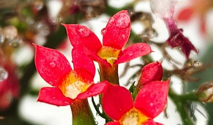 哪种花象征健康？寓意健康的花有哪些？