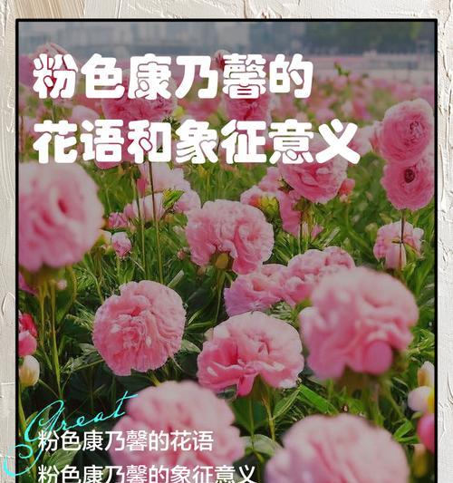 康乃馨单色花有何寓意？它的象征意义是什么？