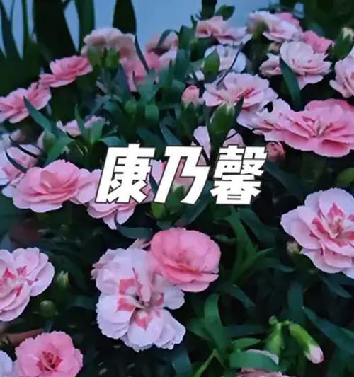 康乃馨单色花有何寓意？它的象征意义是什么？