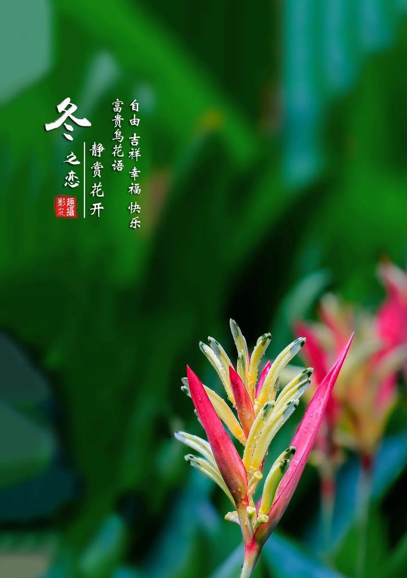 哪种花寓意富贵吉祥？富贵吉祥花语解读？
