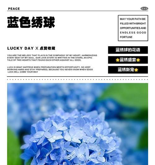蓝色蔷薇花的寓意是什么？如何用它来命名网名？