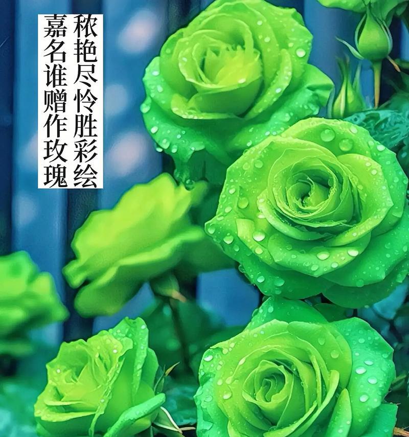 玫瑰花有哪些吉祥寓意？