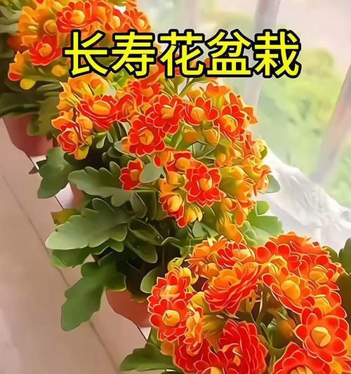 橙色长寿花有何寓意？长寿花的颜色与意义有何联系？