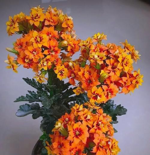 橙色长寿花有何寓意？长寿花的颜色与意义有何联系？