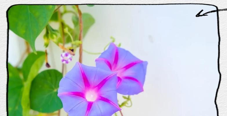 三朵喇叭花代表什么？三朵喇叭花的爱情寓意是什么？