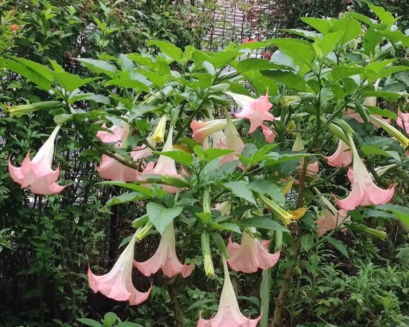 三朵喇叭花代表什么？三朵喇叭花的爱情寓意是什么？