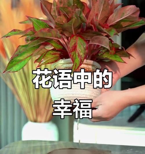 哪种颜色的花寓意幸福？选择什么颜色的花表达幸福？