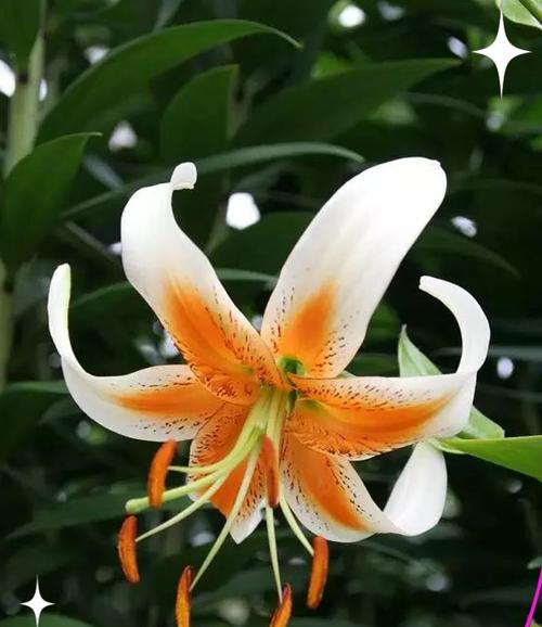 百合花什么的颜色寓意着什么？