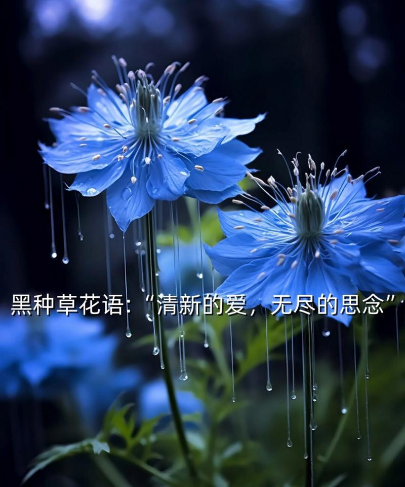 哪种花代表对长辈的思念？花语中有哪些表达思念的花朵？