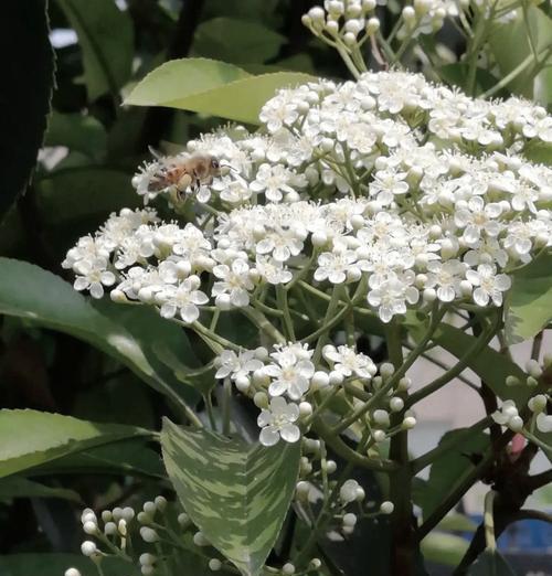 石楠花的花语是什么？